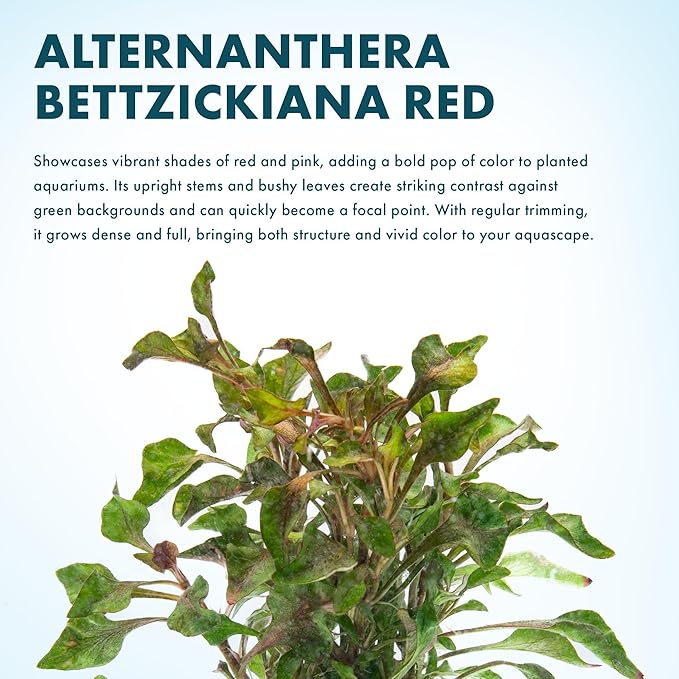 SubstrateSource Alternanthera Bettzickiana - Decorative Live Aquatic Plant for Terrariums and Paludariums - (4 Bunches)