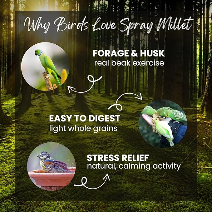 Danodia's Zoolulu Millet Spray for Birds (600g/1.3lb) Budgie Food and Parakeet Treats, Natural Bird Millet for Cockatiel Treats, Finches, Canaries, Lovebirds. Chemical Free & Naturally Gluten Free