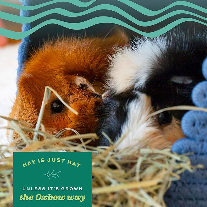 Oxbow Timothy Hay, Rabbit & Guinea Pig Hay, High Fiber for Digestive Health, Grown in the USA, Veterinarian Recommended Small Pet Supplies, for Rabbits, Guinea Pigs, & Chinchillas, 15 oz.