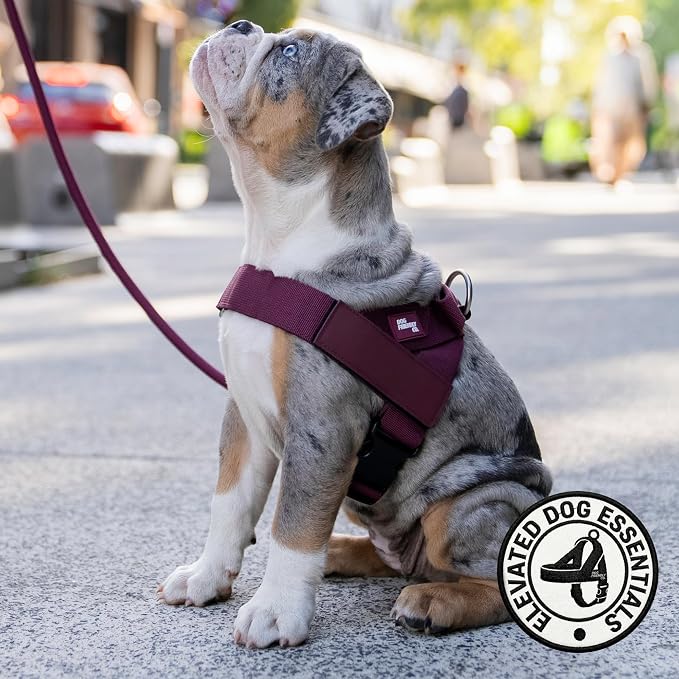 Dog Friendly Co. Dog Harness for Small Dogs (Burgundy, Small) | One Click Buckle, Chafe Resistant Webbing, Adjustable Neck & Chest, and Heavy Duty D-Ring, Sturdy Comfortable and Easy to Use