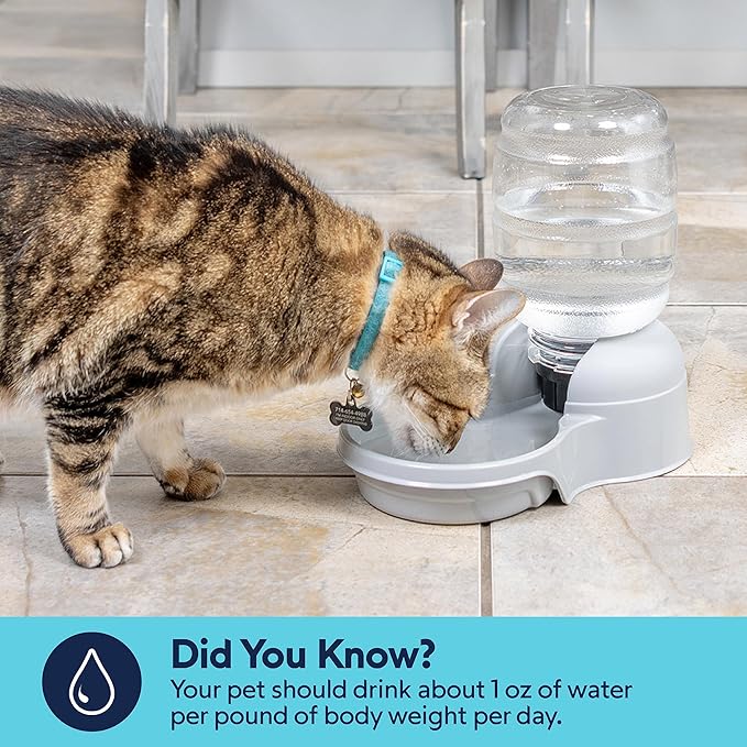 Distributeur d'eau pour chiens et chats Aspen Pet LeBistro, fabriqué aux États-Unis