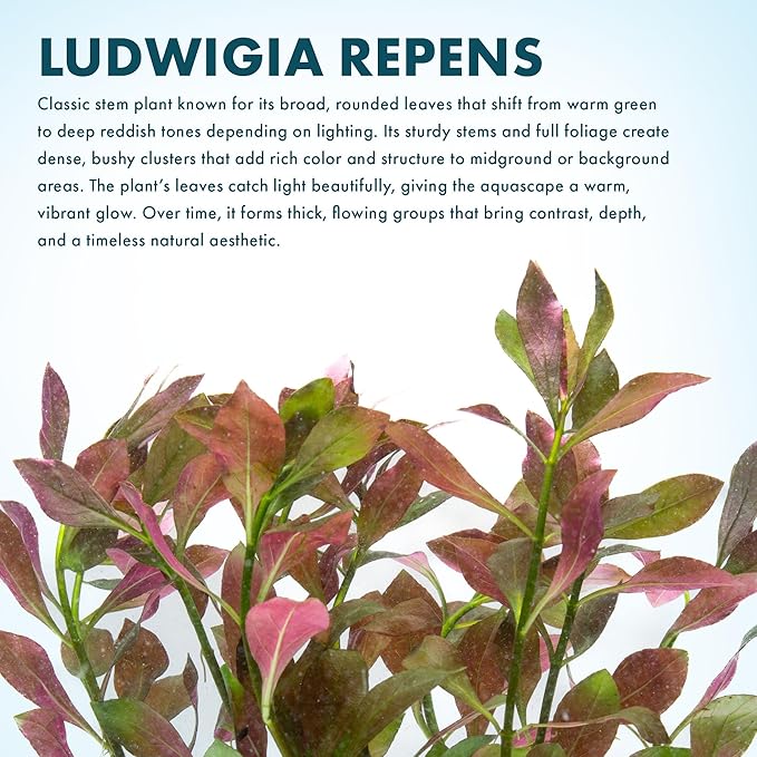 SubstrateSource Live Aquarium Stem Plants - Freshwater Aquatic Plant for Fish Tanks, Aquascaping - (Ludwigia Repens, 1 Bunch)