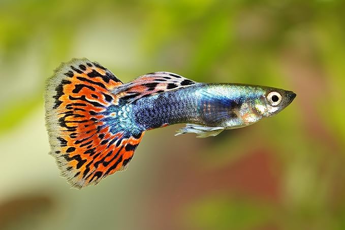 Swimming Creatures™ 15 Assorted Male & Female Guppy Live Tropical Freshwater Aquarium Fish