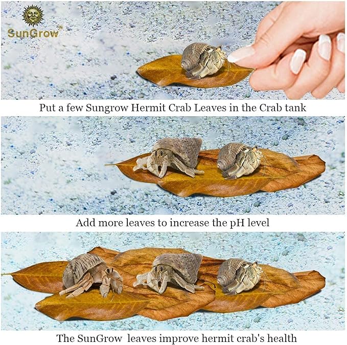 SunGrow 10 Pack Hermit Crab Large Catappa Indian Almond Leaves, Tarantula Dried Leaves for Spawning, Source of Cellulose and Nutrition for Isopods and Crickets, Create Humid Vivarium Habitat, 8”