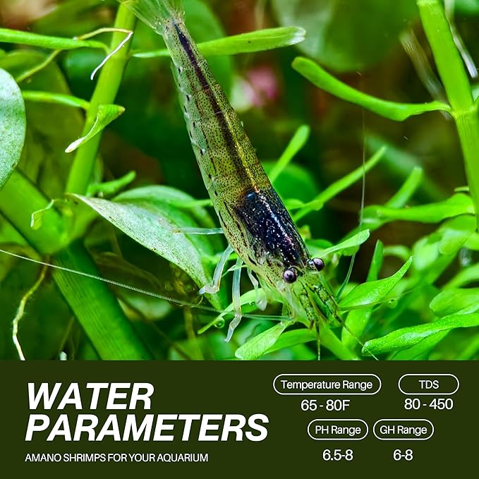 Amano Shrimps Algae Cleaner Inverts Live Freshwater Aquarium Shrimps 1/4" - 1/2" - Live Shrimp Arrival Guarantee (10+2 Pack) - DOA Cover Included