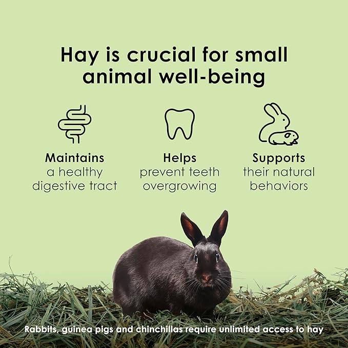 Kaytee Wafer Cut All Natural Timothy Hay for Pet Guinea Pigs, Rabbits & Other Small Animals, 60 Ounce