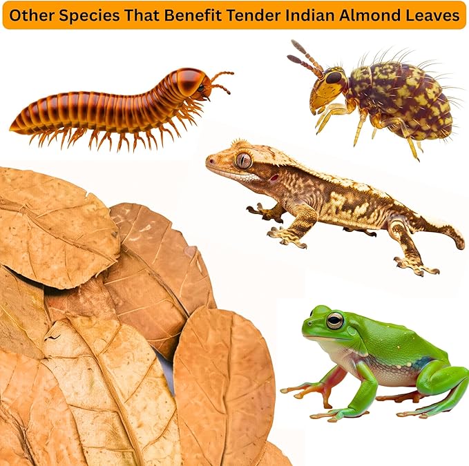 Leaf Litter for Isopods Vivarium Indian Almond Leaves , Tarantulas, Spiders, Crickets Millipedes & Reptiles – 80pcs Natural 4" Dried Catappa Leaves for Bioactive Terrariums,Aquariums & Habitat