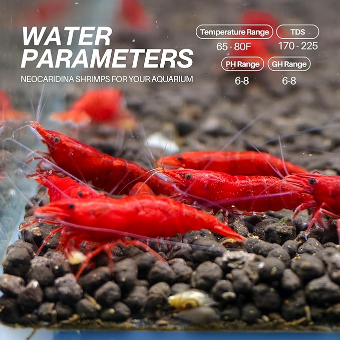 Fire Red Premium High-Grade Cherry Shrimp Neocaridina Freshwater Aquarium, Live Shrimp Freshwater Aquarium Live Arrival Guarantee (Pack 10)