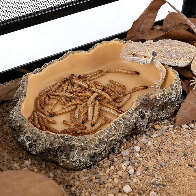 Reptile Food Dish, Terrarium Water Bowl, Feeding Bowl for Reptile Amphibian Pets