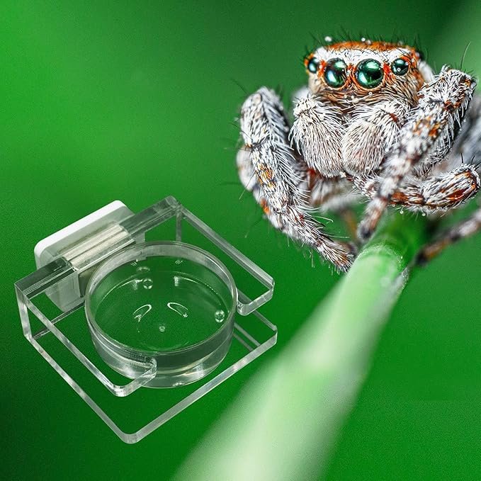 Jumping Spider Feeding Dish, Transparent Acrylic Magnetic Tiny Tarantula Food Bowl Water Dish, Enclosure Feeder Accessories for Jumping Spider Tarantula Small Spider - 2 × 1.8 Inch