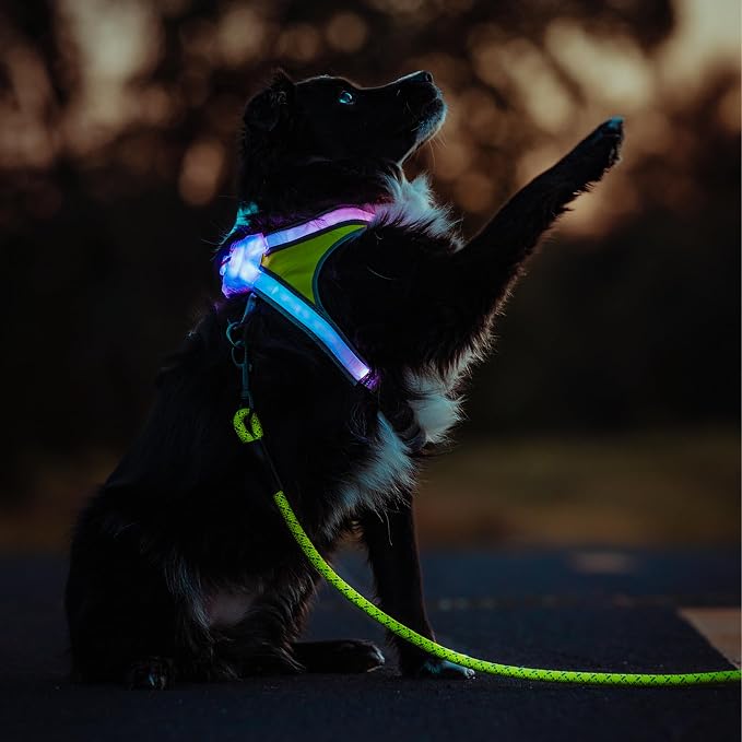 noxgear LightHound Light Up Reflective Dog Harness and Leash, Small | 360° Light Up Reflective Dog Harness, 8 Colors & 6 Modes, USB Rechargeable, Adjustable, Rainproof, LED Fiber Optic