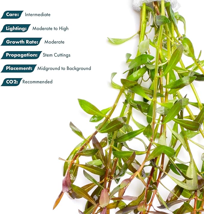 SubstrateSource Live Aquarium Stem Plants - Freshwater Aquatic Plant for Fish Tanks, Aquascaping - (Needle Leaf Ludwigia Arcuata, 1 Bunch)