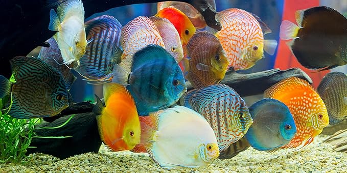 S&C AQUATICS MINI Beefheart & Soft BIT Mix,Beef Heart,Discus Food,Angel Fish Food,Cichlids (6oz) - A8