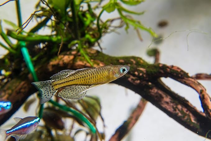Swimming Creatures™ Freshwater Rainbowfish Live Aquarium Fish (Approx. 3/4"–1") (6 Spotted Blue-Eye Rainbowfish)