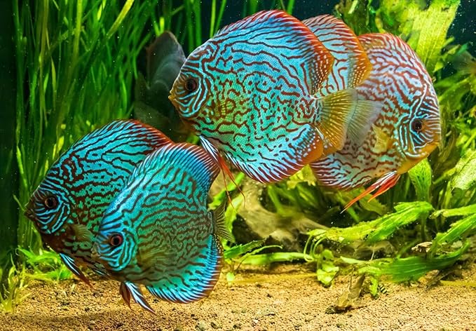 Ultra Beef Heart,Krill & Spirulina Flake Food Mix for Discus,Angelfish & Cichlids, All Tropical Fish,A334 (6oz)