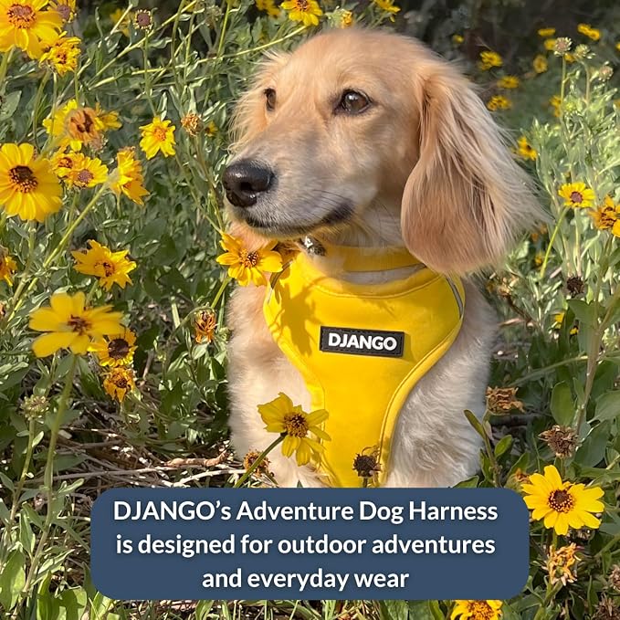 Adventure Dog Harness - Stylish Small Dog Harness for Outdoor Adventures and Everyday Wear - Dandelion Yellow Neoprene Adjustable Harness for Dogs with Reflective Piping and Solid Brass D-Ring