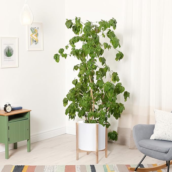 D'vine Dev Plastic Pot with Natural Wood Stand, White, 14 in, 55-C-S-1 | Mid-Century Inspired Design, Elevated Plant Display, Clean Lines, Sturdy Support, Modern Space-Saving Style