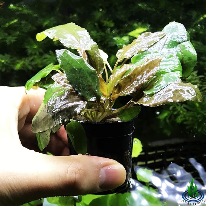 Cryptocoryne Wendtii Tropica Potted Live Aquarium Plants Freshwater Fish Tank Decorations