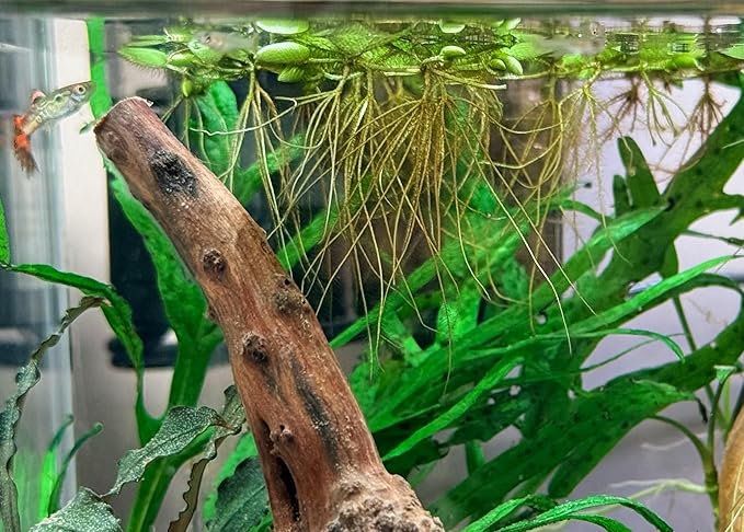 Water Spangle, Salvinia Minima, Live Aquarium/Aquatic/Freshwater/Floating/Pond Plant/Planted Tank/Aquascaping/Paludarium by Aquarium Plant Center (6 Plants, 30+ Leaves)