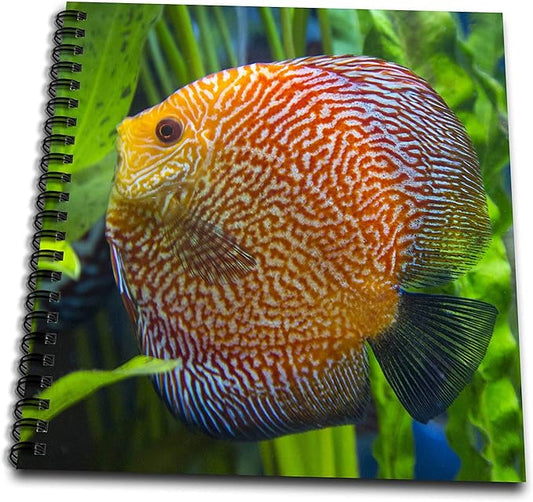 Memory Book 12 x 12 inch - Super Pigeon Snakeskin Discus, tropical freshwater fish . Fish