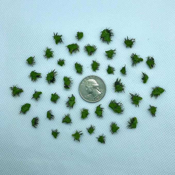 40+ Riccia Water Spangles Live Aquarium Floating Plant (Ricciocarpos Natans) by Aquarigram (Plants + Invisible Feeding Ring (See Video))