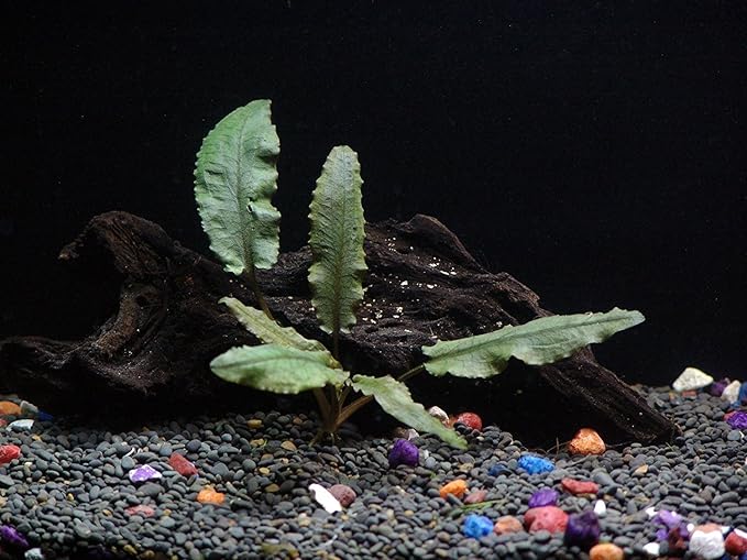Foreground Potted Live Aquarium Plants | Freshwater Aquatic Plants for Aquariums (Cryptocoryne Bronze, 1)