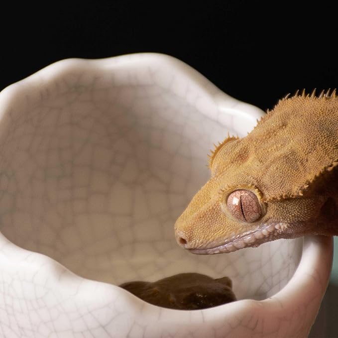 Galápagos (05457) Heavyweight Ceramic Egg Dish - Hygienic, Spill-Proof Bowl for Reptile & Terrarium Habitats, Perfect for Bearded Dragons, Geckos, Snakes, Hermit Crabs & More, Small (3in x 2.75in)