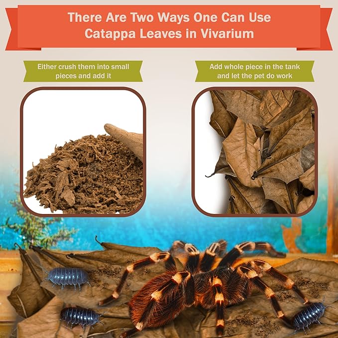 SunGrow 10 Pack Hermit Crab Large Catappa Indian Almond Leaves, Tarantula Dried Leaves for Spawning, Source of Cellulose and Nutrition for Isopods and Crickets, Create Humid Vivarium Habitat, 8”