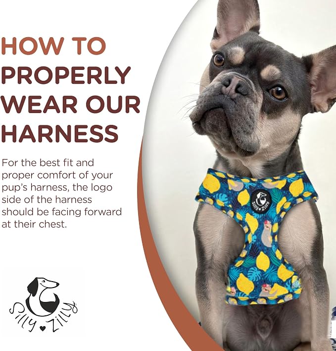 No Pull Harness and Leash Set - 6-in-1 Adjustable Vest Harness and Collars for Medium and Large Dogs. (Lemon, Small)