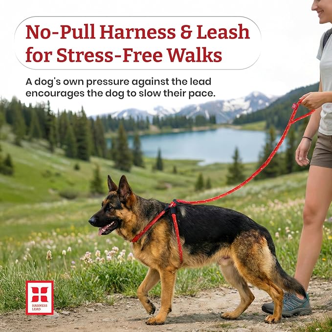 Harness Lead No Pull Dog Harness and Leash Set, Anti Pull Dog Harness, One-Piece Cushioned Rope Safely Prevents Escaping and Pulling (Medium/Large, Reef)