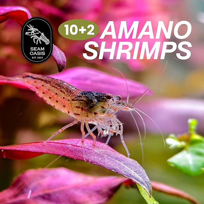 Amano Shrimps Algae Cleaner Inverts Live Freshwater Aquarium Shrimps 1/4" - 1/2" - Live Shrimp Arrival Guarantee (10+2 Pack) - DOA Cover Included