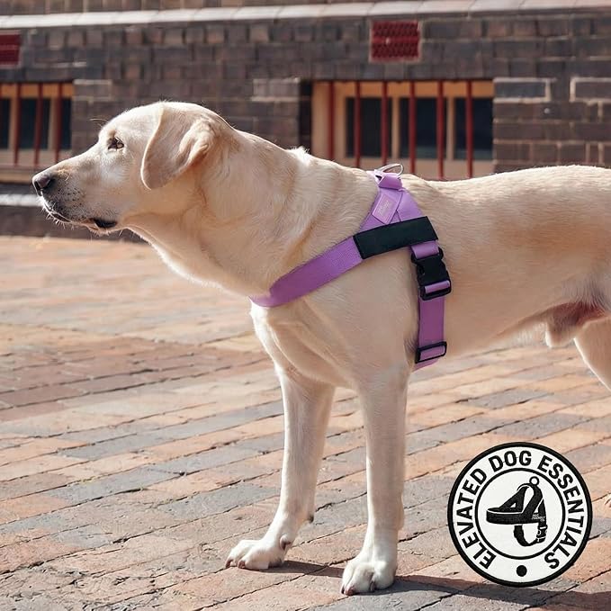 Dog Friendly Co. Dog Harness for Small Dogs (Purple, XXSmall) | One Click Buckle, Chafe Resistant Webbing, Adjustable Neck & Chest, and Heavy Duty D-Ring, Sturdy Comfortable and Easy to Use