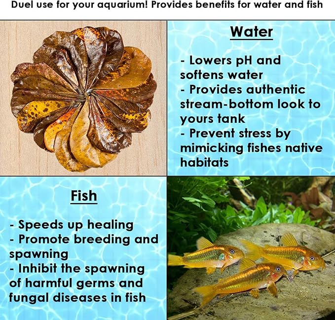 SunGrow 10 Pack Hermit Crab Large Catappa Indian Almond Leaves, Tarantula Dried Leaves for Spawning, Source of Cellulose and Nutrition for Isopods and Crickets, Create Humid Vivarium Habitat, 8”