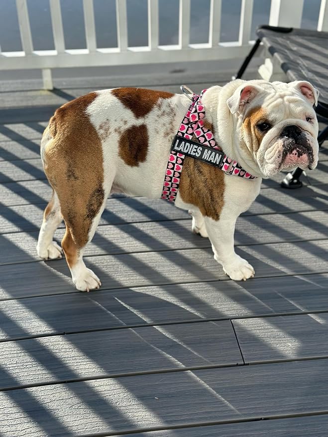 Adjustable Dog Harness– No Pull, No Choke – for English Bulldogs, French Bulldogs, Pugs & Broad-Chested Breeds – Easy, Safe Walks (Check, Small)
