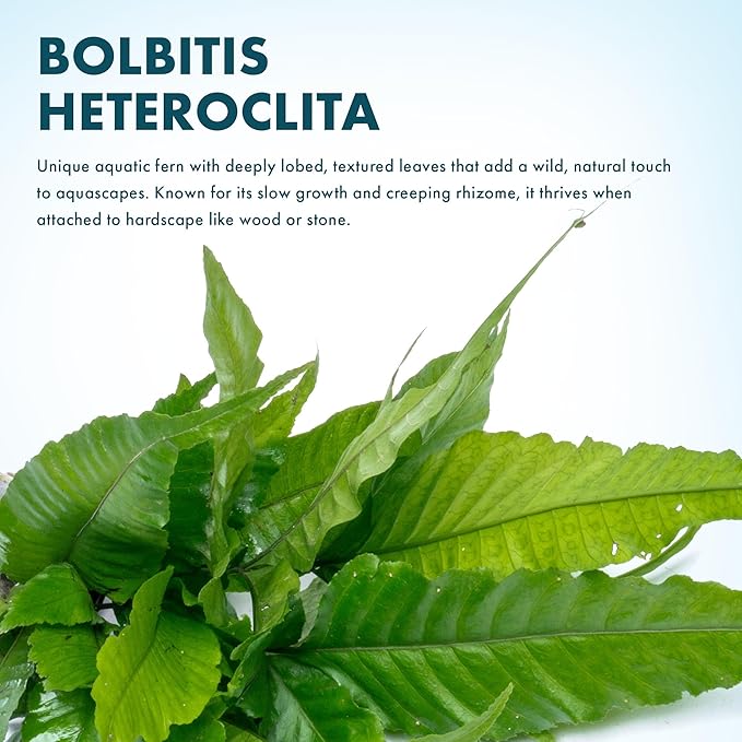 SubstrateSource Live Plants - El Niño Fern (Bolbitis heteroclita) - Midground to Background Epiphytic Rhizome for Low to Medium Light Aquascapes - Dark Green, Slow-Growing Accent - Pot