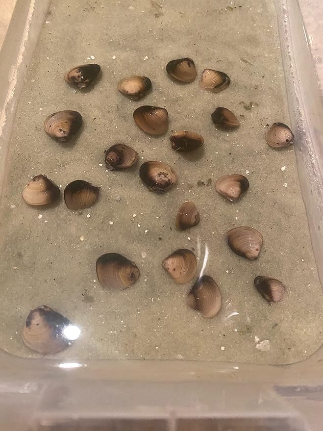 10 Baby Live Freshwater Clams: Perfect for Aquariums and Ponds Brown, Gold, Tan, Silver 1 Count (Pack of 10)