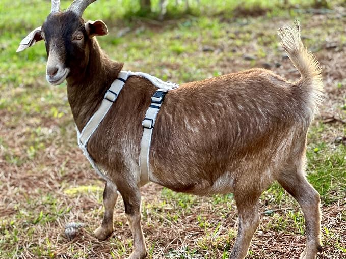 Asatre Adjustable Lined Hemp Goat Harness, Sheep, Livestock Halter, Durable Multi-Clasp Harness, Eco-Friendly Livestock Gear, Comfortable Farm Pet Accessory (Medium)