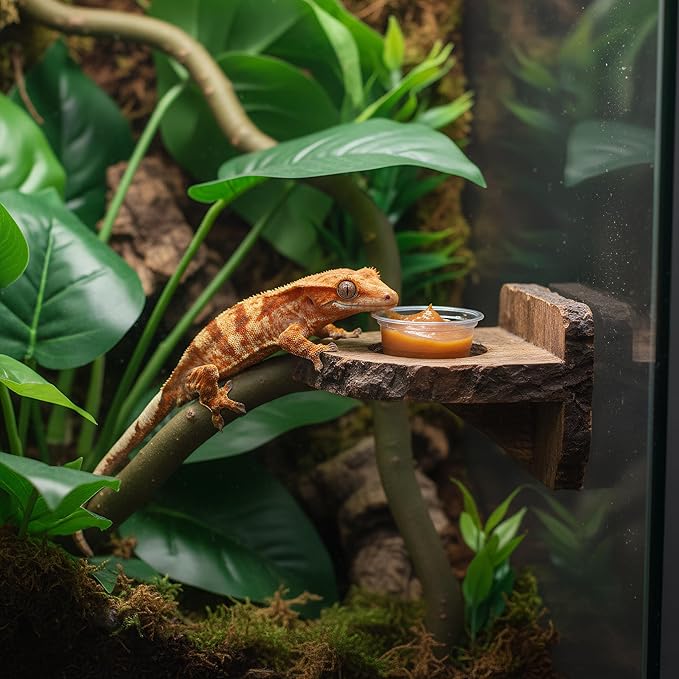 TOPZEA 500 Pack Gecko Food and Water Cups, 0.5 oz Small Plastic Gecko Feeding Dish Reptile Feeder Water Bowls for Lizard Crested Gecko Tarantula and Small Pets, Reptile Accessories