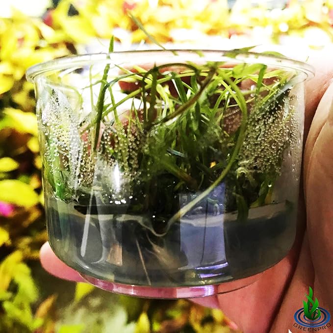 Greenpro | Cryptocoryne Tonkinensis Freshwater Live Aquarium Plants Tissue Culture for Fish Tank Decoration