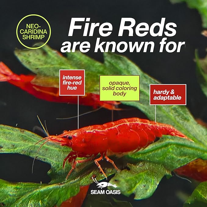 Fire Red Premium High-Grade Cherry Shrimp Neocaridina Freshwater Aquarium, Live Shrimp Freshwater Aquarium Live Arrival Guarantee (Pack 10)
