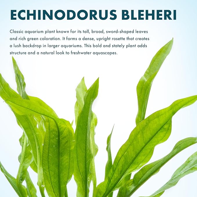 SubstrateSource Amazon Sword Echinodorus Bleheri Live Plant for Freshwater Aquariums, Natural Fish Tank Decorations, and Aquatic Decor (5 Pots (10-15 Plants))
