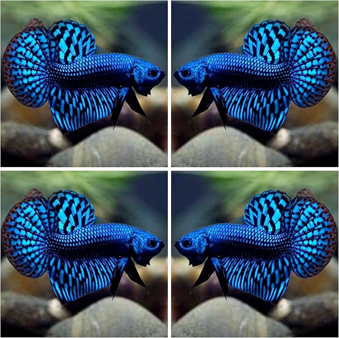 D&A Tropical Live Fish-1 Male Wild Betta Alien Live Fish- Live Betta Fish for Pond, Fish Tank or Aquarium, Live Fish Freshwater (Alien Blue)