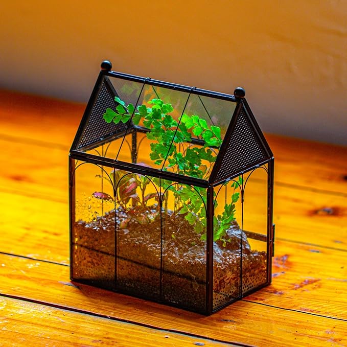NCYP Small Glass Terrarium Enclosure with Mesh for Jumping Spiders, Micro House Shaped Small Spiders Vented Glass Terrarium, Home Decor Black, 5.8" x 3.8" x 7" (No Plants)