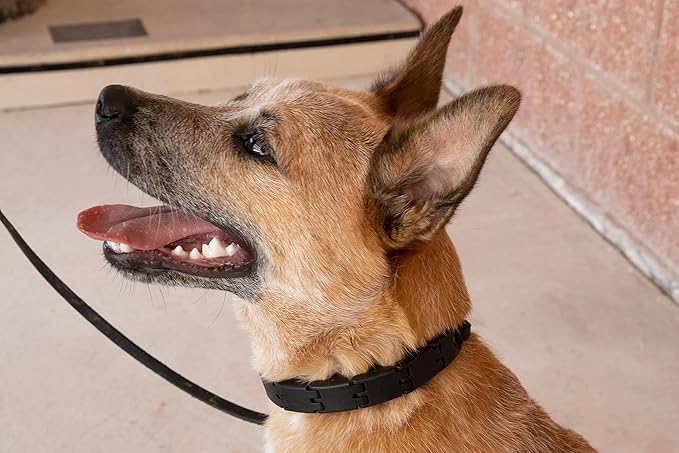 Starmark Pro-Training Dog Collar Small,(Pack of 12)