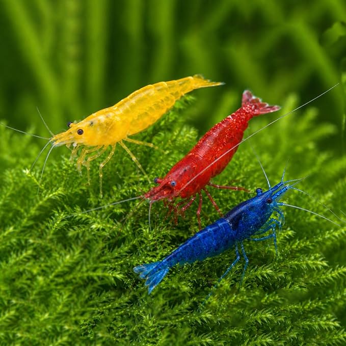 7 Yellow, 7 Fire Red & 7 Blue Dream Three Mix Colors Live Shrimps Freshwater Shrimp High Grade Live Shrimps – Freshwater Shrimp Aquarium Inverts – with Live Arrival Guarantee (Pack of 21+)
