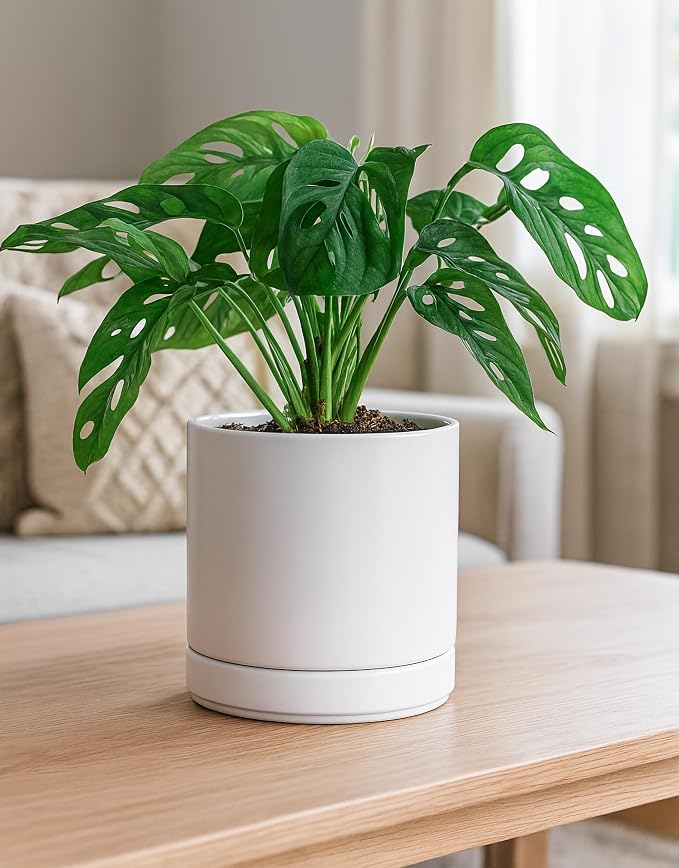 D'vine Dev 6.5 Inch Ceramic Planter Pot, White, 94-O-C-1 | Modern Cylinder Design, Drainage Hole & Saucer Included, Stable Structure, Elegant Home Accent