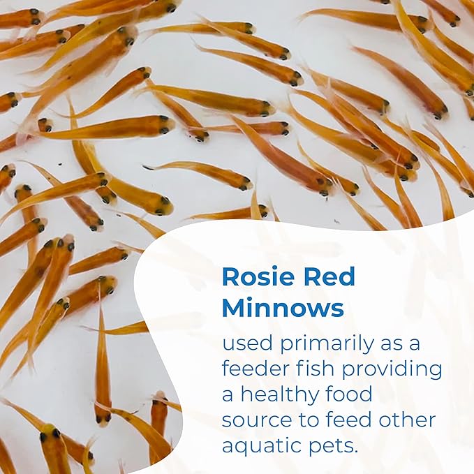 Toledo Goldfish Rosie Red Minnows - Versatile Live Fish Perfect for Aquariums or as Feeder Fish for Ponds - Small, 250 Count