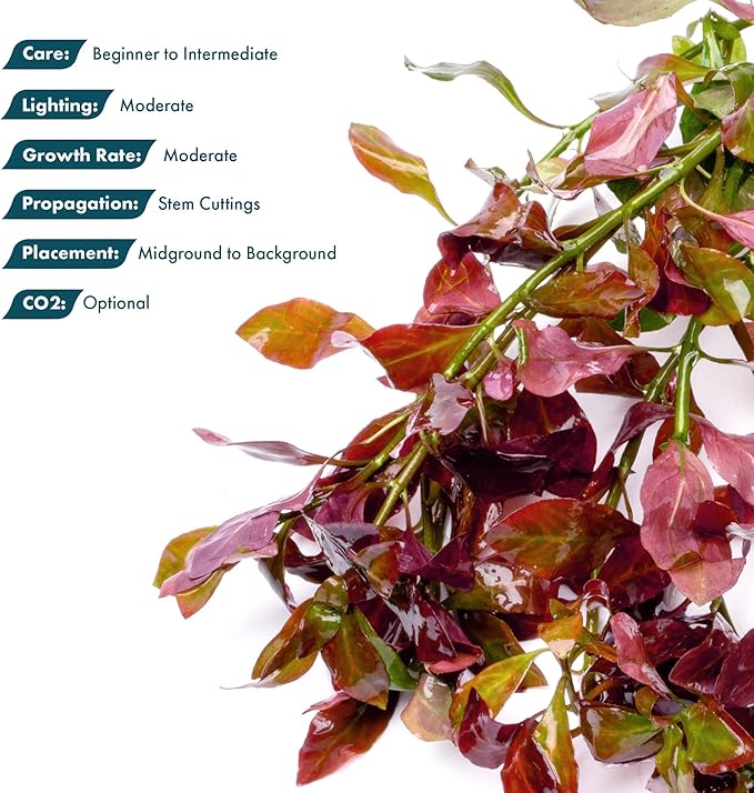 SubstrateSource Live Plant - Ludwigia Ovalis - Easy Care, Moderate to High Light, Green to Orange Accent, Freshwater Aquatic Plant for Aquascaping - Lead Bunch