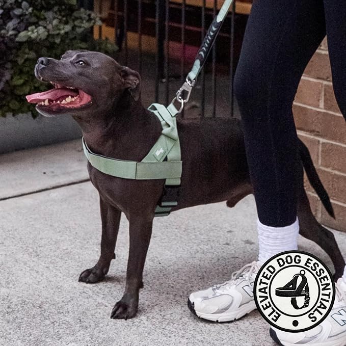 Dog Friendly Co. Dog Harness for Medium Sized Dogs (Khaki, Medium) | One Click Buckle, Chafe Resistant Webbing, Adjustable Neck & Chest, and Heavy Duty D-Ring, Sturdy Comfortable and Easy to Use