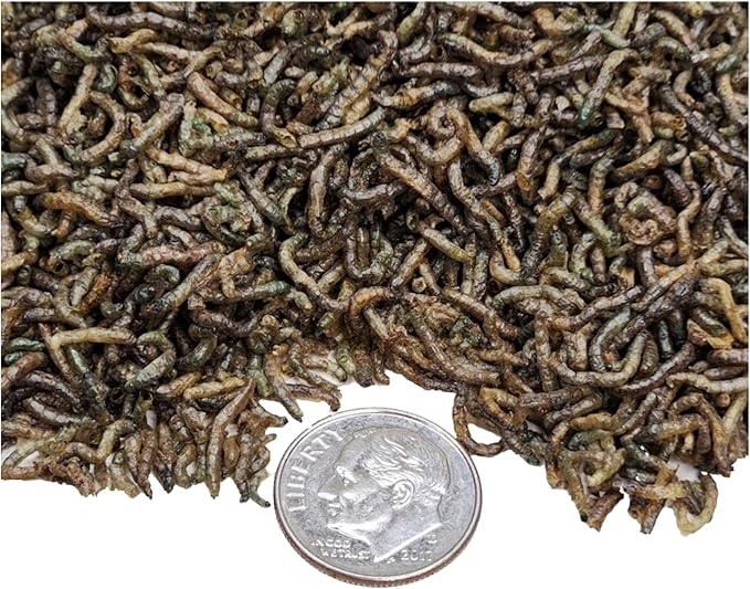 Aquatic Foods Inc. Bloodworms- Freeze Dried Grade A Floating Bloodworms for Discus, Cichlids, Marine Fish, All Tropical Fish, Carnivore Plants…6oz Med Jar